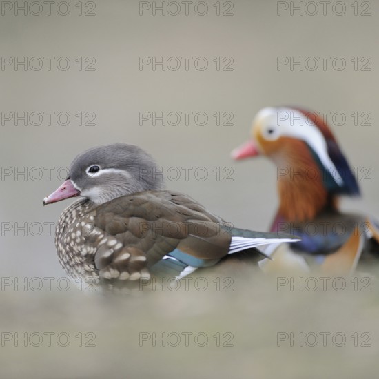 Mandarin ducks (Aix galericulata), female and colourful male, drake, a pair, couple sitting peacefully next to each other on the shore of a lake, harmonious, soft colours, clear light, wildlife, native nature, Lower Rhine, Rhineland, North Rhine-Westphalia, Germany, Western Europe