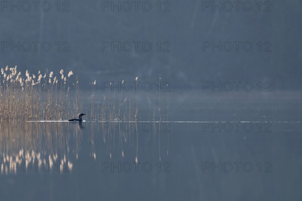 Lonely bird on a lake... Black-throated diver (Gavia arctica), swimming in the early backlight near a strip of reeds on a lake somewhere in Sweden, wildlife, native nature, southern Sweden, Sweden, Scandinavia, northern Europe