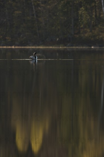 Somewhere in Sweden... Black-throated diver (Gavia arctica), straightens up for a moment, flaps its wings so that water droplets splash far away, graceful shot, native nature in spring, southern Sweden, Sweden, Scandinavia, northern Europe