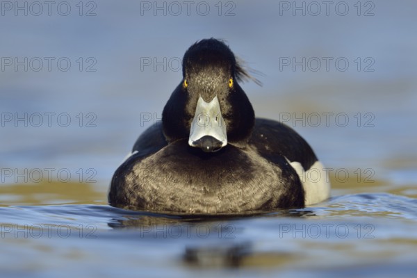 Direct gaze, insistent eye contact... Tufted duck (Aythya fuligula), relatively common native duck species, often travelling in larger flocks in winter, conspicuous due to black and white plumage and yellow eyes, native nature, Lower Rhine, Rhineland, North Rhine-Westphalia, Germany, Western Europe