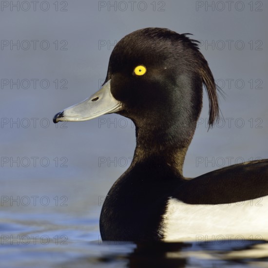 Duck portrait... Tufted Duck (Aythya fuligula), drake in splendid plumage with long decorative feathers, feather crest, head portrait, common native duck species, native nature, Lower Rhine, Rhineland, North Rhine-Westphalia, Germany, Western Europe