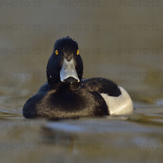 Wet from a dive... Tufted duck (Aythya fuligula), sociable waterfowl, often travelling in larger groups in winter, relatively small, compactly built duck, native nature, Lower Rhine, Rhineland, North Rhine-Westphalia, Germany, Western Europe