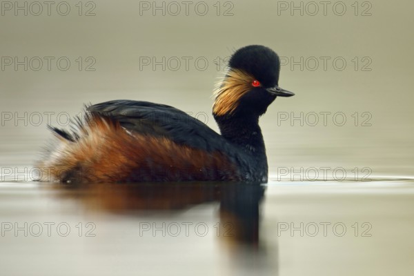 Black-necked Grebe (Podiceps nigricollis), adult bird in breeding plumage, magnificent plumage, summer plumage, striking are the piercing red eyes and the golden tufts of feathers on the head, magnificent feathers, detailed side view in the most beautiful, clear light, wildlife, native nature, Lower Rhine, Rhineland, North Rhine-Westphalia, Germany, Western Europe