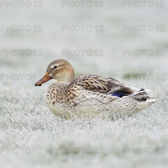 Beautifully marked... Mallard (Anas platyrhynchos), best known and almost everywhere common wild duck, strikingly light-coloured variety, almost white, sits on frozen grass covered with hoarfrost in the field, native nature, Lower Rhine, Rhineland, North Rhine-Westphalia, Germany, Western Europe