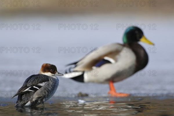 Size ratios... female red-breasted merganser (Mergellus albellus) and male mallard (Anas platyrhynchos) side by side on a sheet of ice, female red-breasted merganser is a rare winter visitor, mallard drake a common native waterfowl, native nature, Lower Rhine, Rhineland, North Rhine-Westphalia, Germany, Western Europe