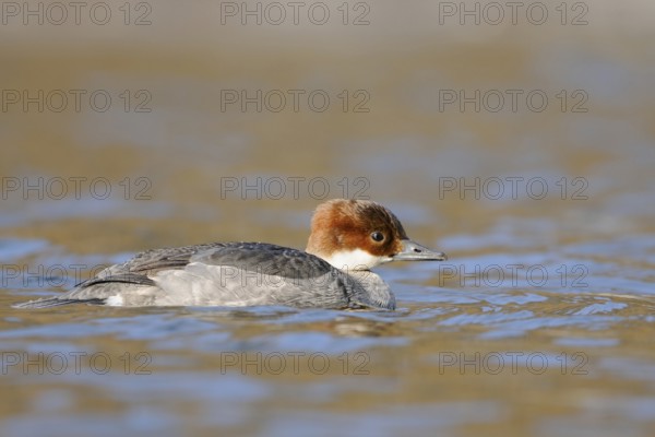 Red-breasted Merganser (Mergellus albellus), female, swims in ice-cold, open water reflecting the blue of the sky in glorious, clear weather, rare winter visitor, native nature, Lower Rhine, Rhineland, North Rhine-Westphalia, Germany, Western Europe
