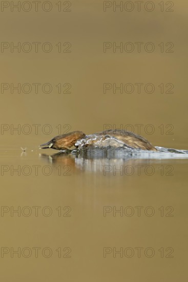 Little grebe (Tachybaptus ruficollis), adult bird in breeding dress, summer dress, in action, chasing an insect, prey, funny picture, clear, bright light, pleasant colours, wildlife, native nature, Lower Rhine, Rhineland, North Rhine-Westphalia, Germany, Western Europe