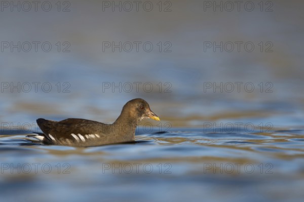 Often overlooked, widespread native water bird... Pond rail (Gallinula chloropus) also known as pond hen, belongs to the crane birds, mostly at home on shallower waters, native nature, Lower Rhine, Rhineland, North Rhine-Westphalia, Germany, Western Europe