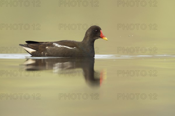 Hunting... Moorhen (Gallinula chloropus), also called pond rail, swims in search of food in open water, hunts for insects, but also eats plants and other, native nature, Lower Rhine, Rhineland, North Rhine-Westphalia, Germany, Western Europe