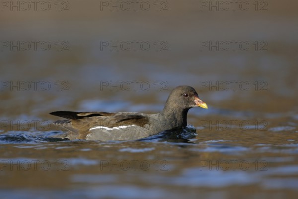 Moorhen, moorhen rail (Gallinula chloropus), water fowl that can be observed relatively frequently in parks and on lakes, swims over an open body of water in which the colours of the sky are reflected in clear air, native nature, Lower Rhine, Rhineland, North Rhine-Westphalia, Germany, Western Europe