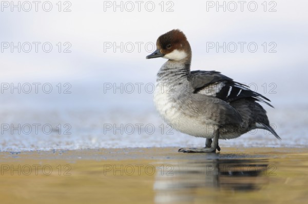 Regular but rare winter visitor in North Rhine-Westphalia ... Red-breasted Merganser (Mergellus albellus) standing on an ice edge of a partially frozen body of water, adult female, female water bird, smallest merganser species, native nature, Lower Rhine, Rhineland, North Rhine-Westphalia, Germany, Western Europe