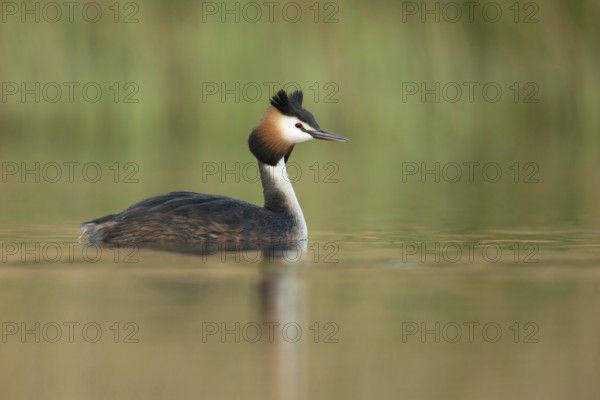 Great Crested Grebe (Podiceps Scalloped ribbonfish), adult, adult bird in spring, in splendid plumage, summer plumage, certainly one of our most beautiful and at the same time most interesting water birds, bright, clear light, friendly colours, native nature, Lower Rhine, Rhineland, North Rhine-Westphalia, Germany, Western Europe