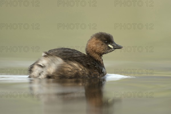 Small diver, very big... Little grebe (Tachybaptus ruficollis), adult, adult bird in its plumage, summer plumage, small, usually quite shy water bird, smallest native diver, lives on many lakes and rivers, sometimes also on ponds in parks, native nature, Lower Rhine, Rhineland, North Rhine-Westphalia, Germany, Western Europe