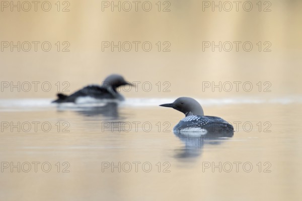 A rare sight... Black-throated diver (Gavia arctica), pair during the breeding season on a lake in Sweden, native nature, southern Sweden, Sweden, Scandinavia, Northern Europe