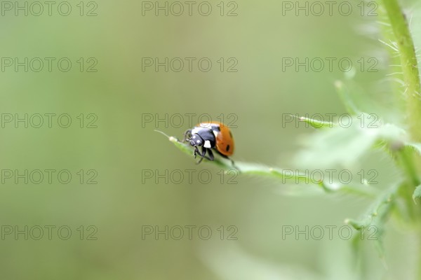 Ladybird (Coccinellidae), seven-spot, red, macro, The ladybird sits on a green leaf