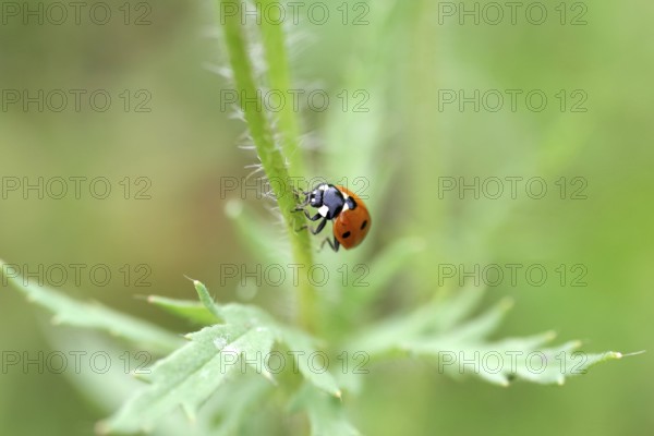 Ladybird (Coccinellidae), seven-spot, macro, red, The ladybird runs up a flower stalk