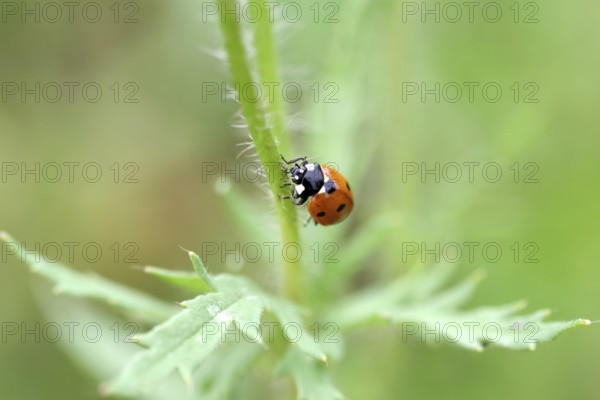 Ladybird (Coccinellidae), seven-spot, macro, red, The ladybird eats an aphid