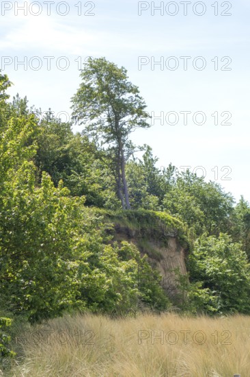 Steep coast, natural sandy beach, Baltic seaside resort of Rerik, Baltic Sea, Rostock district, Mecklenburg-Western Pomerania, Germany
