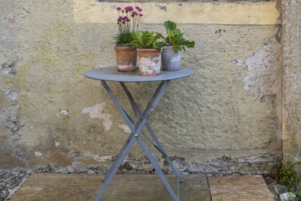 A metal table with flower pots stands in front of an old house wall, Münsterland, North Rhine-Westphalia, Germany