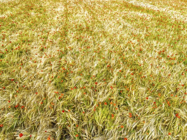 Red poppies in the cereal field from a drone