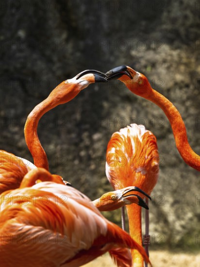 American flamingo, Phoenicopterus ruber, group of birds