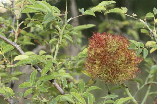 Gall apple in dog rose bush (Rosa canina) also called rose apple or sleeping apple is a proliferation caused by the sting of the Mossyrose gall wasp (Diplolepis rosae) Allgäu, Bavaria, Germany, Allgäu, Bavaria, Germany