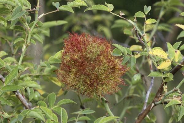 Gallapfell in dog rose bush (Rosa canina) also called rose apple or sleeping apple is a proliferation caused by the sting of the Mossyrose gall wasp (Diplolepis rosae) Allgäu, Bavaria, Germany, Allgäu, Bavaria, Germany