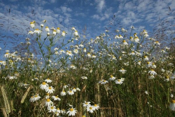 Camomile (Matricaria) blooming at the edge of a cornfield, Allgäu, Bavaria, Germany, Allgäu, Bavaria, Germany