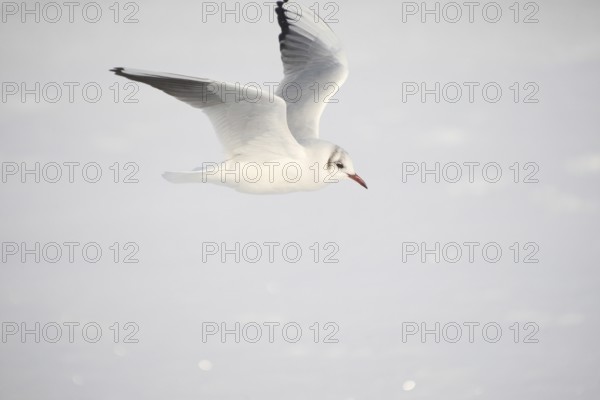 Black-headed Black-headed Gull (Chroicocephalus ridibundus) in a light dress, in gliding flight, Bavaria, Germany, Bavaria, Germany