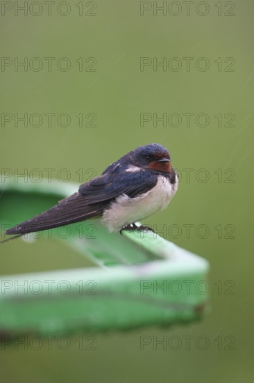 Barn Swallow (Hirundo rustica) in the rain, Allgäu, Bavaria, Germany, Allgäu, Bavaria, Germany
