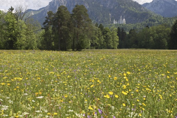 Neuschwanstein Castle near Füssen, with blooming wildflower meadow, Allgäu, Bavaria, Germany, Allgäu, Bavaria, Germany