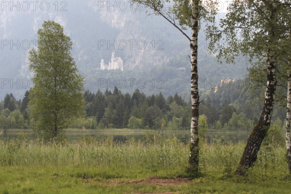 Neuschwanstein Castle near Füssen in summer, with the Schwansee lake in the foreground, Allgäu, Bavaria, Germany, Allgäu, Bavaria, Germany