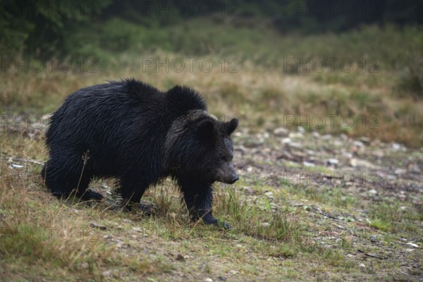 Early in the morning... European brown bear (Ursus arctos) crossing a clearing in the forest, appears to be still young, dark-coloured with strikingly light collar markings, native nature, Central Europe
