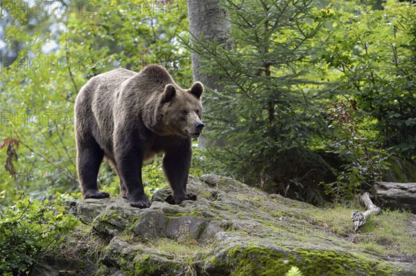 Europe's largest land mammal... European brown bear (Ursus arctos), adult, standing on some rocks in the forest, looking around grimly, exploring the surroundings, native nature, Bavaria, Germany, Western Europe