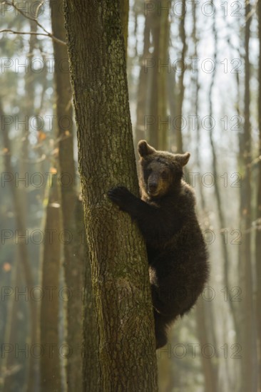 Young brown bear... European brown bear (Ursus arctos), young climbs, escapes in a tree, follows the play instinct, brings himself to safety there, an adult brown bear cannot follow him there, funny sight, series animal cubs, native nature, Central Europe