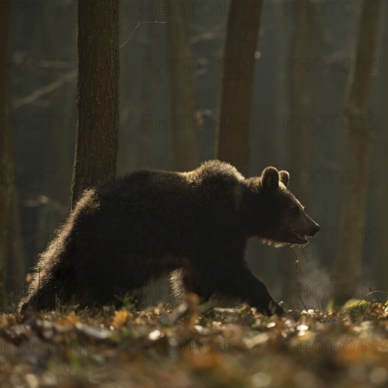 European brown bear (Ursus arctos) walking, roaming in early morning light, backlight, through a forest, visible breath cloud, atmospheric image, native nature, Central Europe