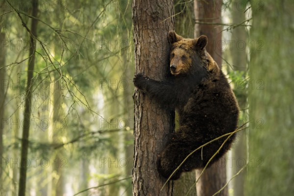 Bear cub... European brown bear (Ursus arctos) climbing a tree, following its play instinct or taking shelter there, an adult brown bear cannot follow it there, native nature, Central Europe