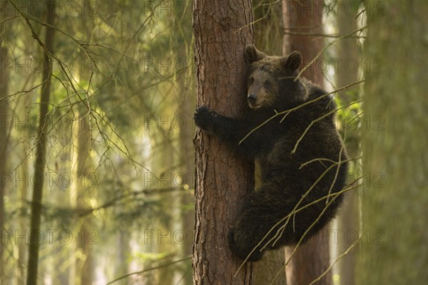 Bear cub... European brown bear (Ursus (arctos), young bear has fled to a tree in the forest, climbed up, brings himself to safety there, an adult brown bear cannot follow him there, funny sight, series animal cubs, native nature, Central Europe
