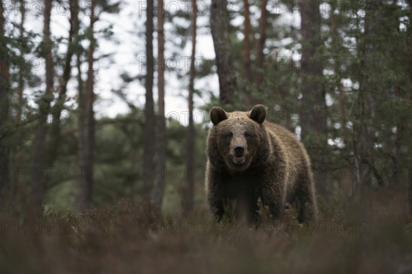 European brown bear (Ursus arctos) at the edge of a pine forest, walking through, standing in the undergrowth, rare, surprising but dangerous encounter in the forest, direct eye contact, frontal shot of our largest land predator, deep, appealing shooting perspective at eye level with the bear, series of impressive animals, native nature, Central Europe