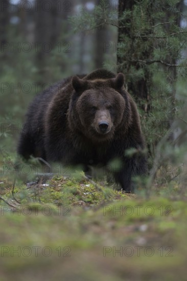Through the undergrowth... European brown bear (Ursus arctos) in the forest, breaking through dense undergrowth, dangerous but rare and lastingly impressive encounter, direct eye contact at eye level, deep shooting perspective, series of impressive animal images, native nature, Central Europe