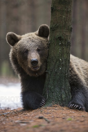 Hiding behind a tree... European brown bear (Ursus (genus) arctos), younger bear apparently playing hide and seek, hugging a tree lying on the ground and looking out from behind it, showing its long, pointed claws, series of funny animal pictures, native nature, Central Europe