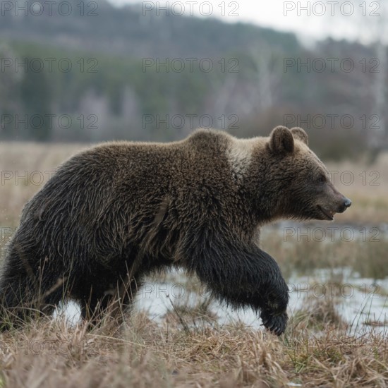 Roaming... European brown bear (Ursus (genus) arctos), still young bear running across an open area in late winter, early spring, marshland, beautiful powerful animal, native nature, Central Europe