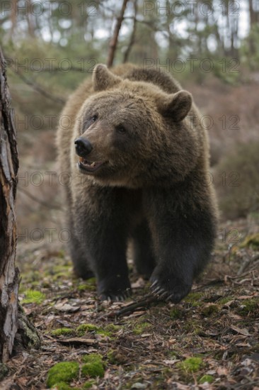 On an exploration tour... European brown bear (Ursus arctos), young bear explores its habitat, walks curiously, always interested through the forest, funny picture, native nature, Central Europe
