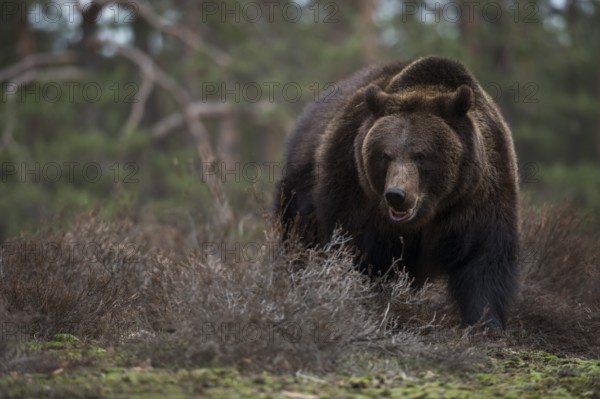Aggressive... European brown bear (Ursus arctos), encounter in the forest, dangerous encounter, fearsome confrontation, native nature, Central Europe