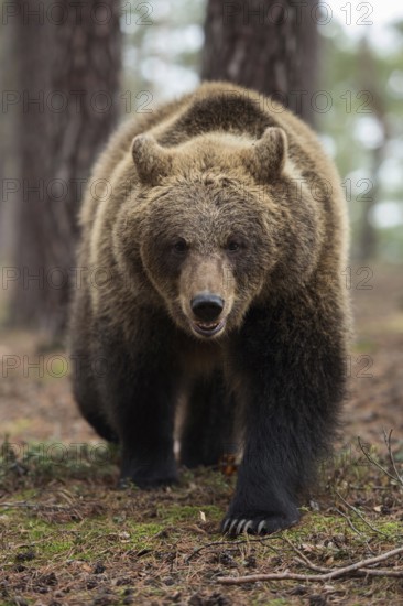 On a confrontation course... European brown bear (Ursus arctos), strong bear with long pointed claws walks directly towards the camera, ears laid back, mouth half open, normally bears are rather shy and avoid direct confrontation, frontal shot at eye level with the bear, native nature, Central Europe