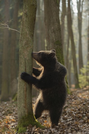 New odours... European brown bear (Ursus arctos), young, standing on its hind legs, exploring its surroundings, smelling a tree, funny animal cubs, native nature, Central Europe