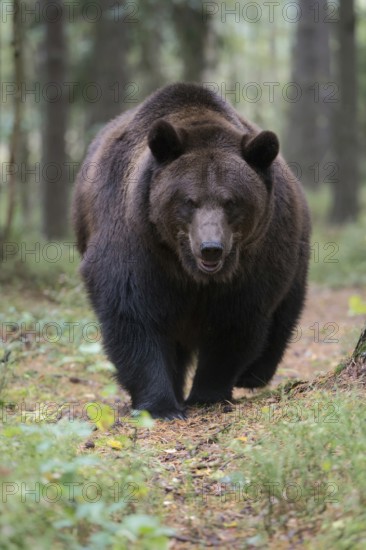 European brown bear (Ursus arctos), adult, particularly strong animal running along a game trail in the forest, impressive encounter, frontal shot, direct eye contact, native nature, Central Europe