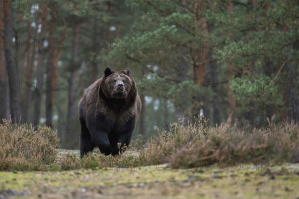 European brown bear (Ursus arctos), adult, particularly strong, respectful animal, running, sprinting at a fast pace across a clearing in the forest, running directly towards the photographer, frontal shot from a low perspective, native nature, Central Europe