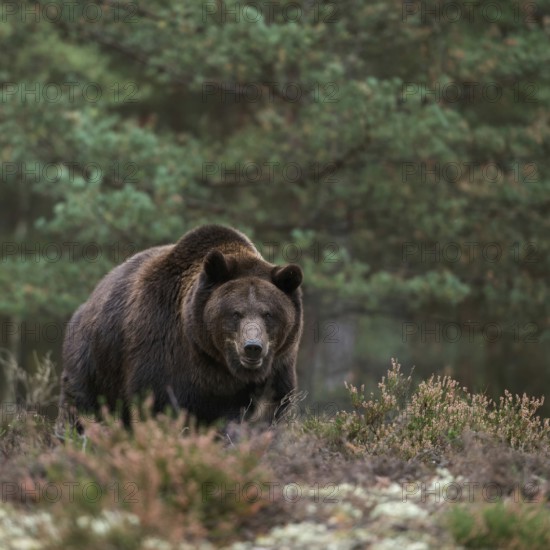 Terrifying... European brown bear (Ursus arctos), adult, particularly strong animal stands in a clearing in the forest, at the edge of the forest in the undergrowth, surprising encounter in the forest, dangerous animal, but prefers to retreat rather than attack humans, terrifying confrontation with our largest land predator, native nature, Central Europe