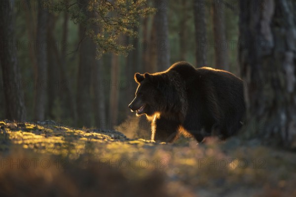 Hot breath... European brown bear (Ursus (genus) arctos) early in the morning in the forest, the bear's breath can be seen in the backlight, light fringe in the fur emphasises the strong muscular physique, atmospheric image, native nature, Central Europe